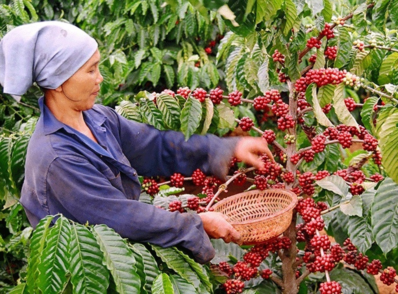 5 tháng đầu năm 2024, Pg88 com chính chủ cà phê của Việt Nam đạt 2,9 tỷ USD.