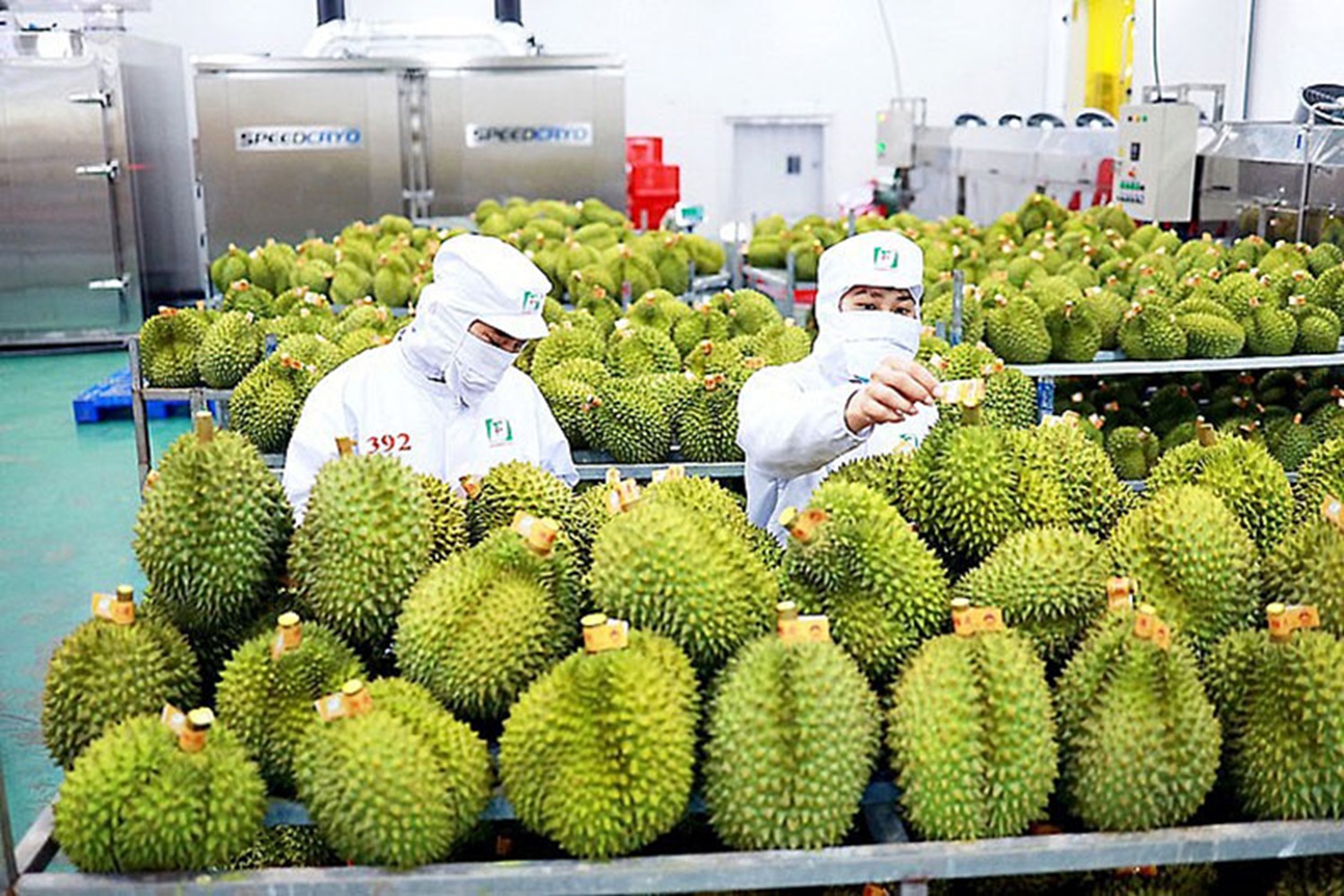 Sầu riêng đang là trái cây dẫn đầu về Pg88 com chính chủ trong nhóm ngành hàng rau quả của Việt Nam.