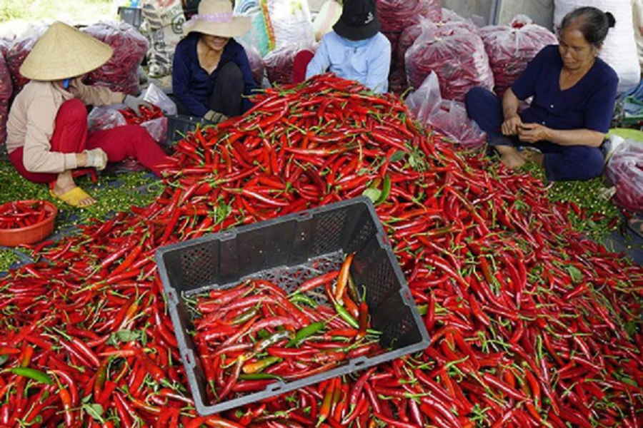 Ớt là một trong 4 mặt hàng Pg88 com chính chủ của Việt Nam chịu kiểm tra biên giới của EU.