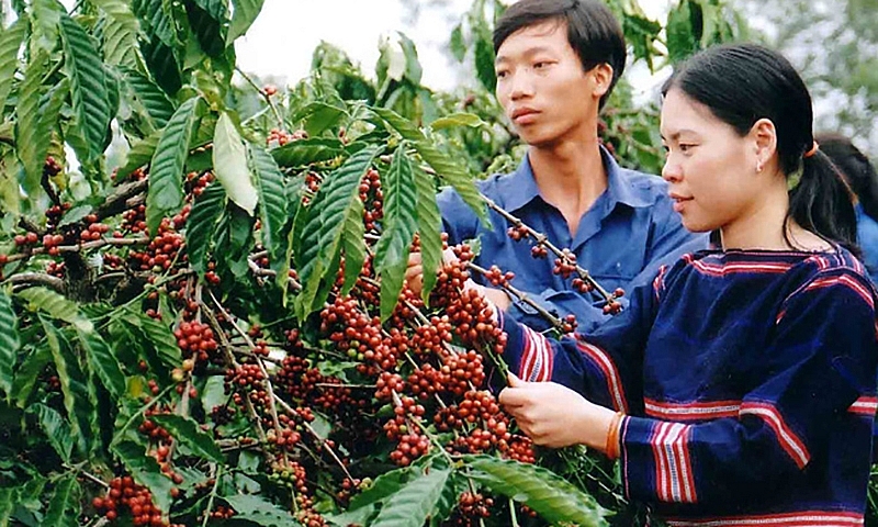 Tây Nguyên được quy hoạch là vùng PG88 hơn 2,1 triệu thành viên bền vững, có nền Pg88vnd nổ hũ và tuần hoàn, hình thành các vùng sản xuất lớn về cây PG88 Trang chủ nhà cái top 1, cây ăn quả, rau và hoa... Ảnh minh họa.