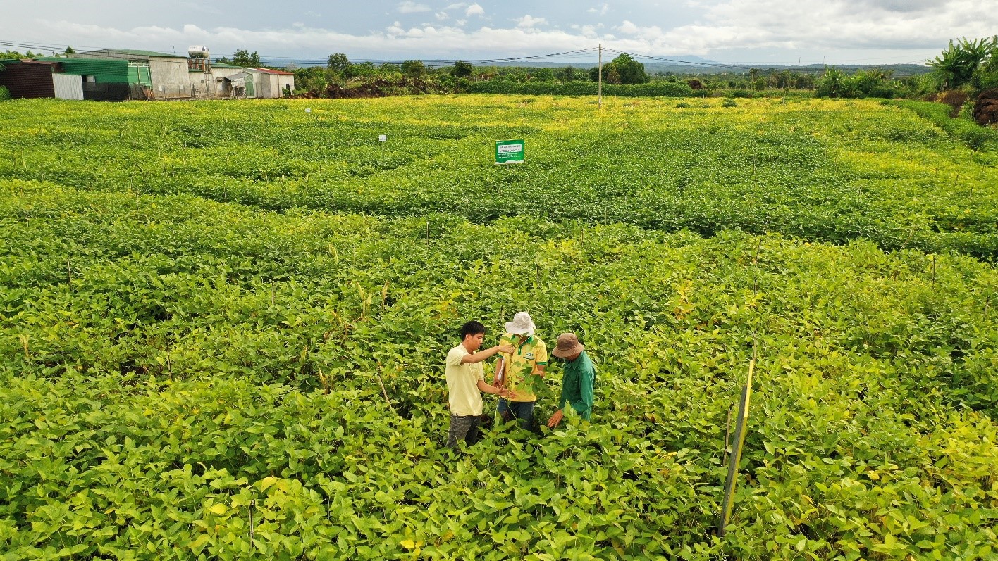 Trung t&acirc;m VSAC hướng dẫn quy tr&igrave;nh kỹ thuật canh t&aacute;c v&agrave; bao ti&ecirc;u sản phẩm đậu n&agrave;nh hạt đạt chất lượng với mức gi&aacute; cam kết từ đầu vụ gi&uacute;p b&agrave; con n&ocirc;ng d&acirc;n an t&acirc;m sản xuất.