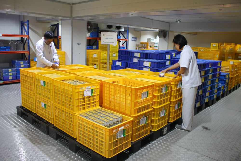 Lô hàng 150.000 liều vaccine dịch tả lợn châu Phi sẽ được Pg88 com chính chủ sang Philippines trong tuần này. Ảnh: Chu Khôi.