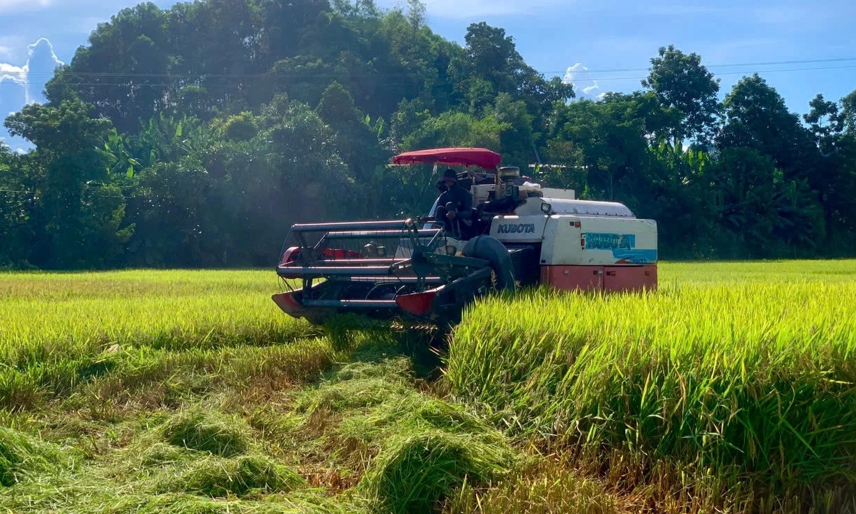Người dân huyện Hương Sơn, tỉnh Hà Tĩnh gặt lúa xanh "chạy bão" (Ảnh: Dương Nguyên)