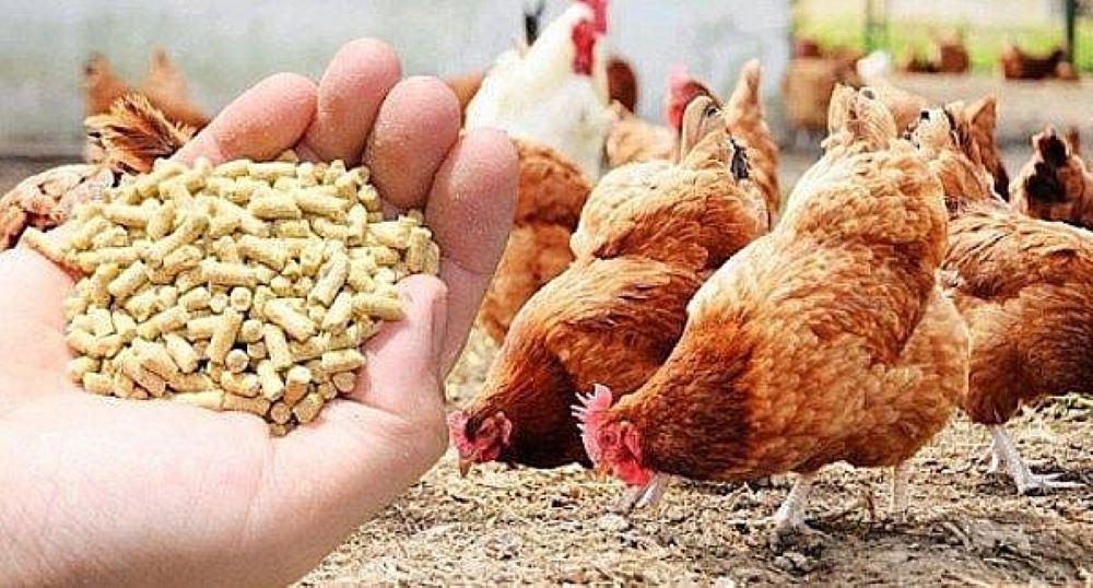 Gi&aacute; thức ăn chăn nu&ocirc;i giảm sẽ gi&uacute;p chăn nu&ocirc;i thuận lợi hơn trong những th&aacute;ng cuối năm 2024.
