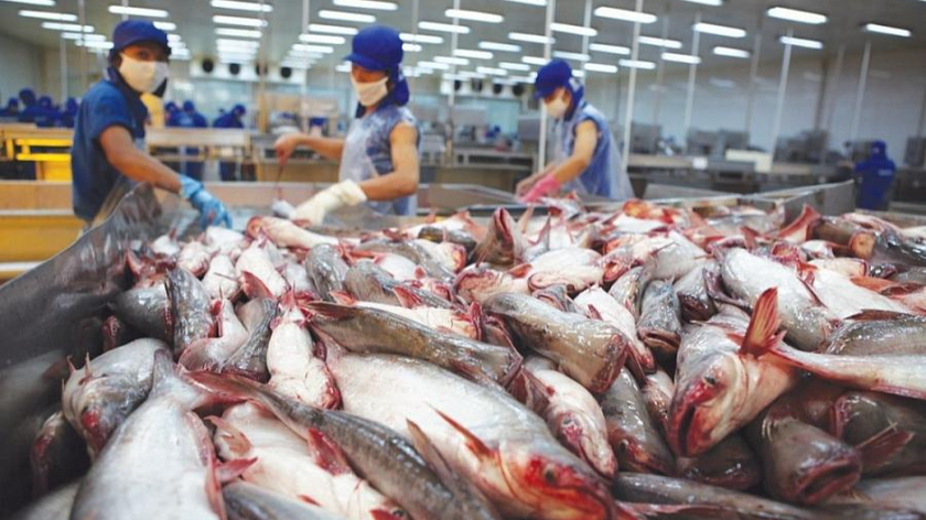 Pg88vnd link khuyến  thuỷ sản phục hồi tích cực, tất cả các sản phẩm chủ lực đều tăng trưởng cao