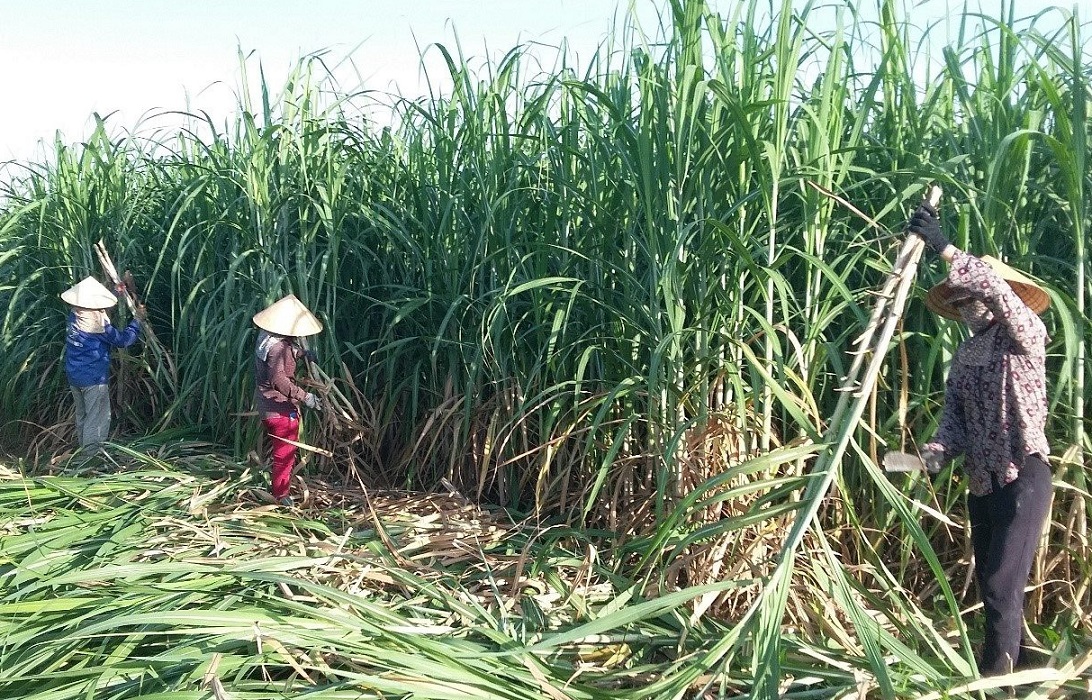 Xây dựng chuỗi mía đường đủ sức cạnh tranh, thích ứng biến đổi khí hậu