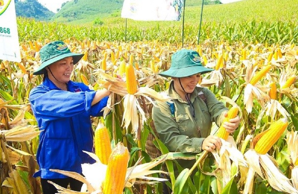Ứng dụng Link Đăng Nhập PG88 Chính Thức 2026; sinh học đã giúp cây ngô có năng suất vượt trội. Ảnh minh họa.