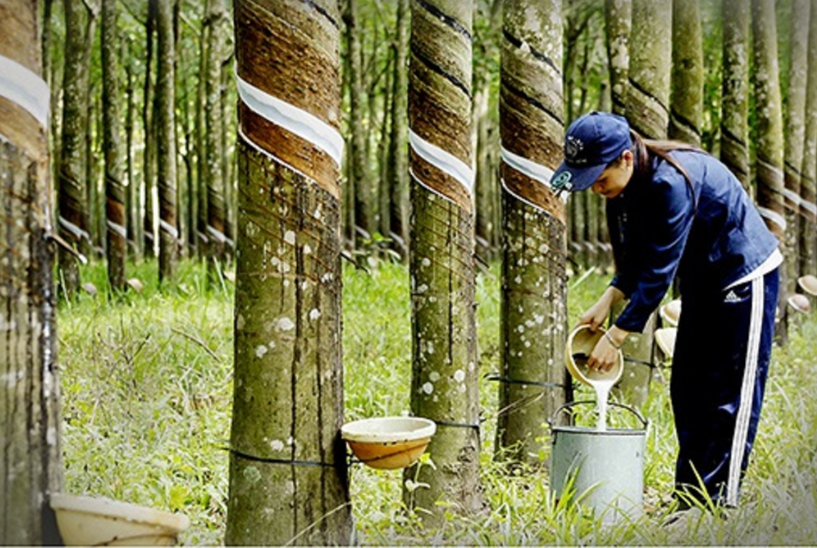Pg88 com chính chủ cao su trong 9 tháng năm 2024 đạt 2,18 tỷ USD.