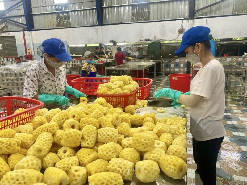 Quả dứa l&agrave; một trong những sản phẩm n&ocirc;ng sản Pg88vnd link khuyến  của Thanh Ho&aacute;.