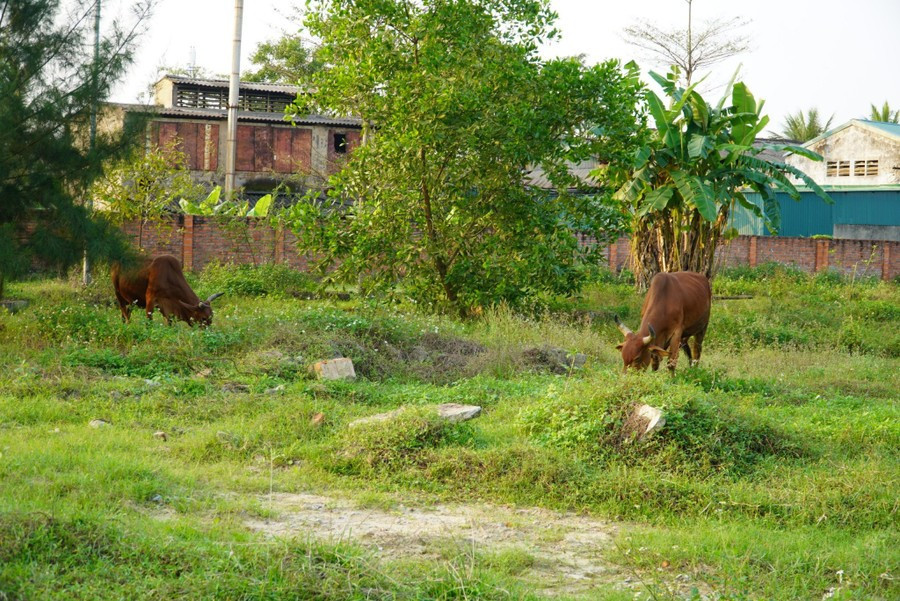 Địa điểm thực hiện dự &aacute;n hiện nay trở n&ecirc;n nhếch nh&aacute;c, nơi để người d&acirc;n tận dụng chăn thả tr&acirc;u b&ograve;