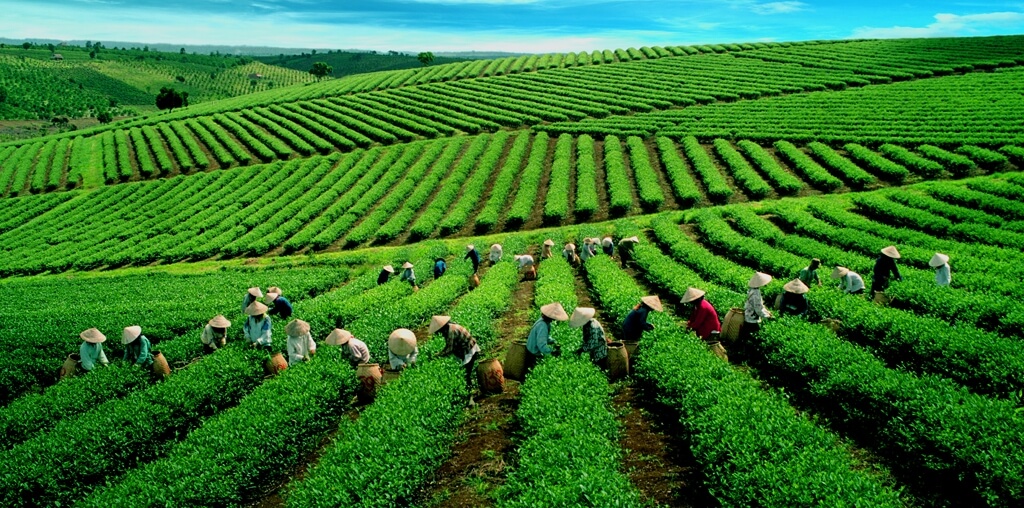 Cần phải xây dựng thương hiệu cho Chè Việt để nâng cao giá Pg88 com chính chủ.