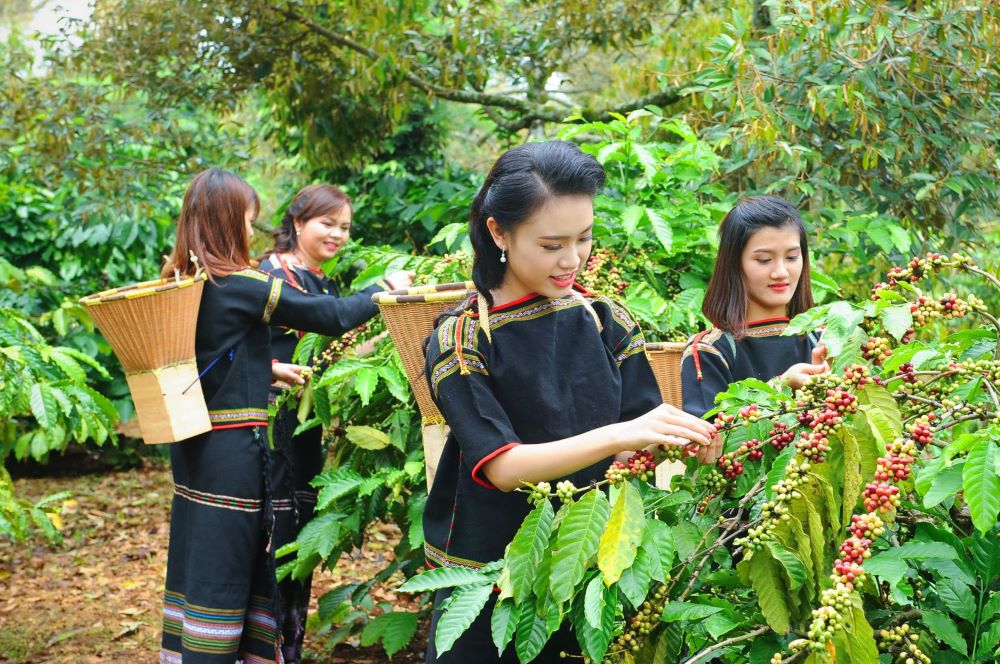 Nhiều nông dân ở Tây Nguyên canh tác nông nghiệp vẫn chạy theo biến động thị trường