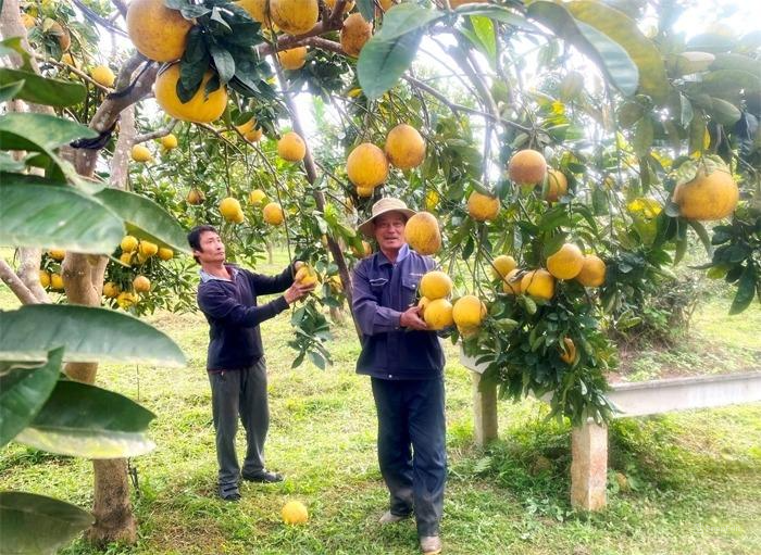 Trang trại trồng bưởi hữu cơ của &ocirc;ng Vũ Văn Chiến đem lại hiệu quả Link Trang Chủ PG88.Com Mới #2026 cao.