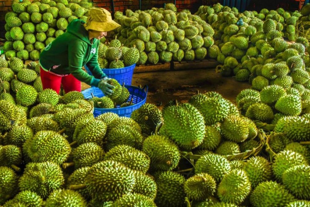 Pg88 com chính chủ sầu riêng sẽ đem về 3,5 tỷ USD trong năm 2024.