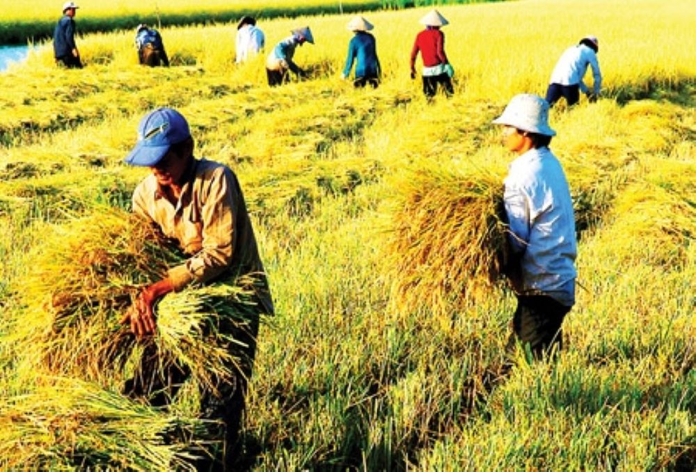 Sản xuất nông nghiệp biến động do ảnh hưởng của bão Yagi