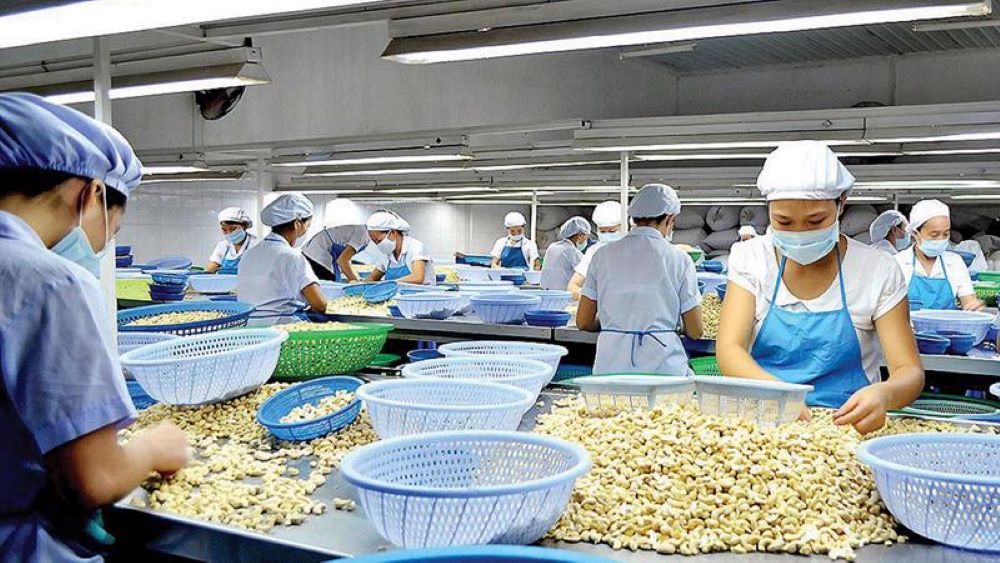 Việt Nam tiếp tục giữ vững vị trí số 1 thế giới về Pg88vnd link khuyến  điều nhân chế biến