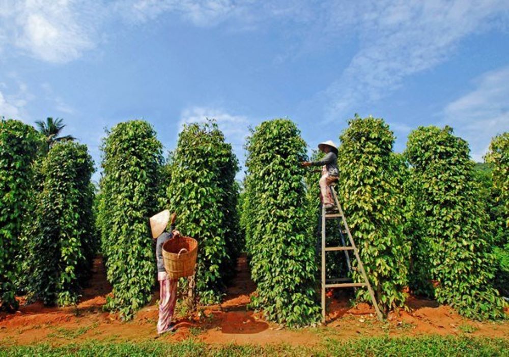 Việt Nam vẫn giữ được vị trí số 1 thế giới về Pg88 com chính chủ hồ tiêu, nhưng đang phải cạnh tranh với các quốc gia khác.