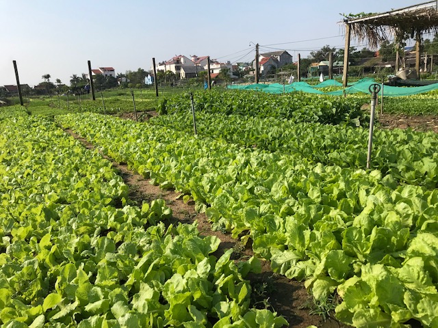 Làng rau Trà Quế-một trong những làng nghề ứng dụng Link Đăng Nhập PG88 Chính Thức 2026; số trong việc trồng rau sạch và giới thiệu điểm đến du lịch. Ảnh Ngô Anh Văn
