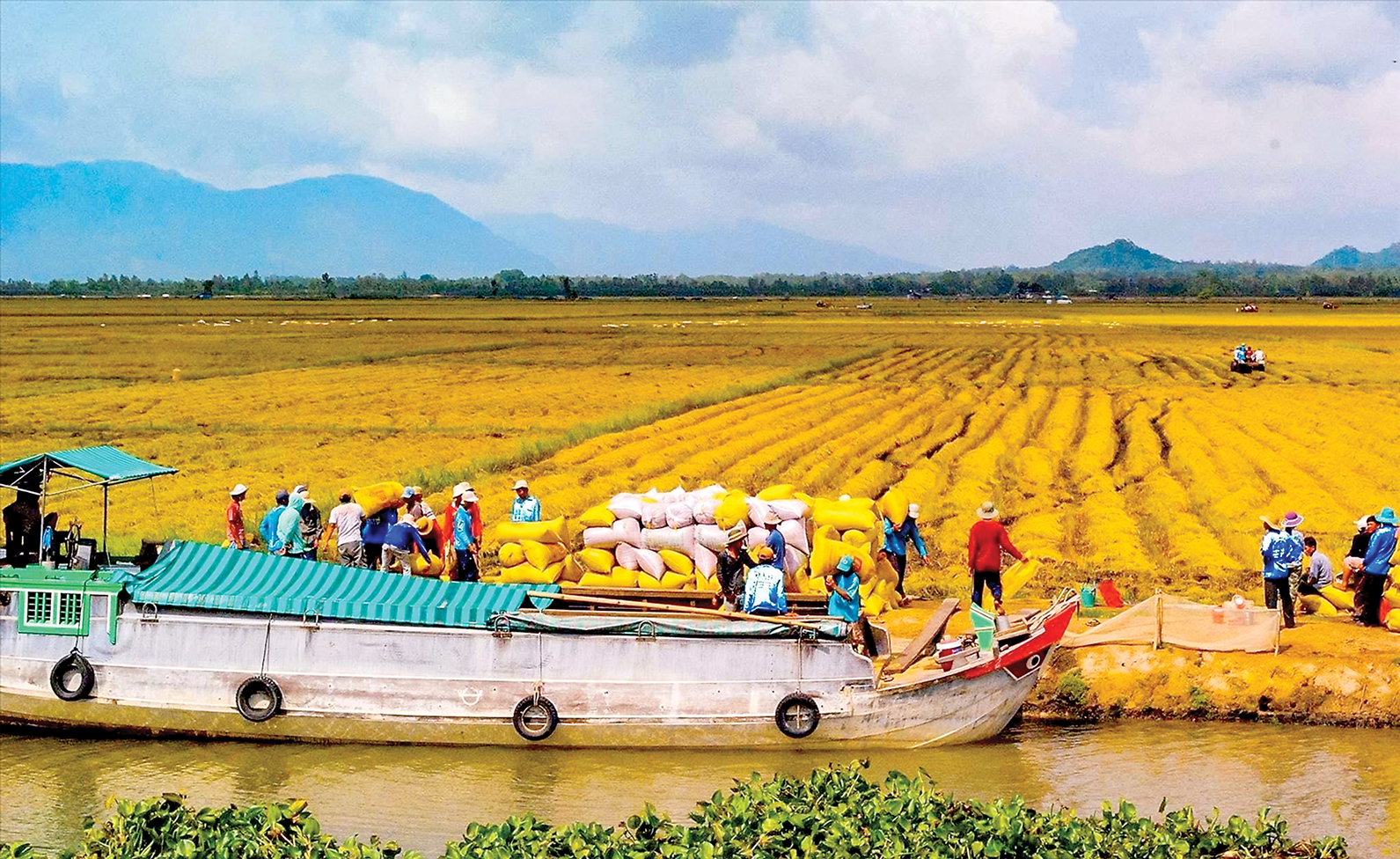 6Pg88.con độc quyền mỗi ngày lua, gạo "khát" vốn trung, dài hạn.