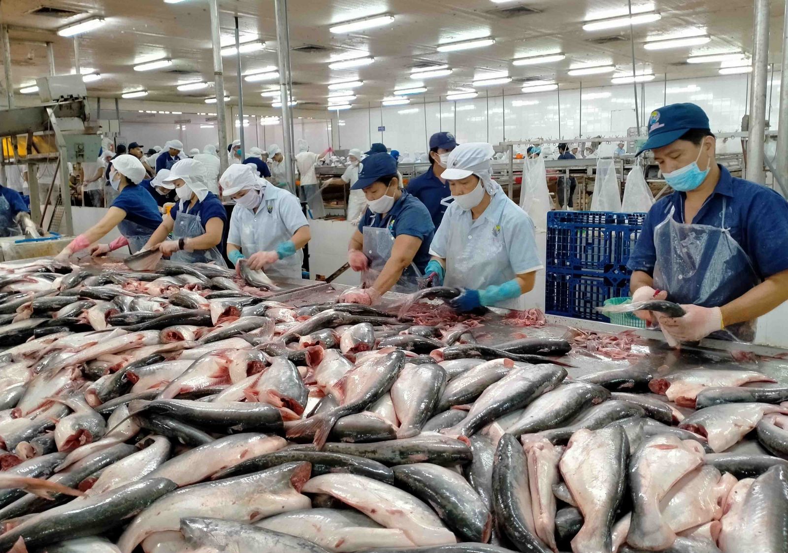 Cá tra và tôm vẫn là hai sản phẩm Pg88 com chính chủ chủ lực của ngành thủy sản. 