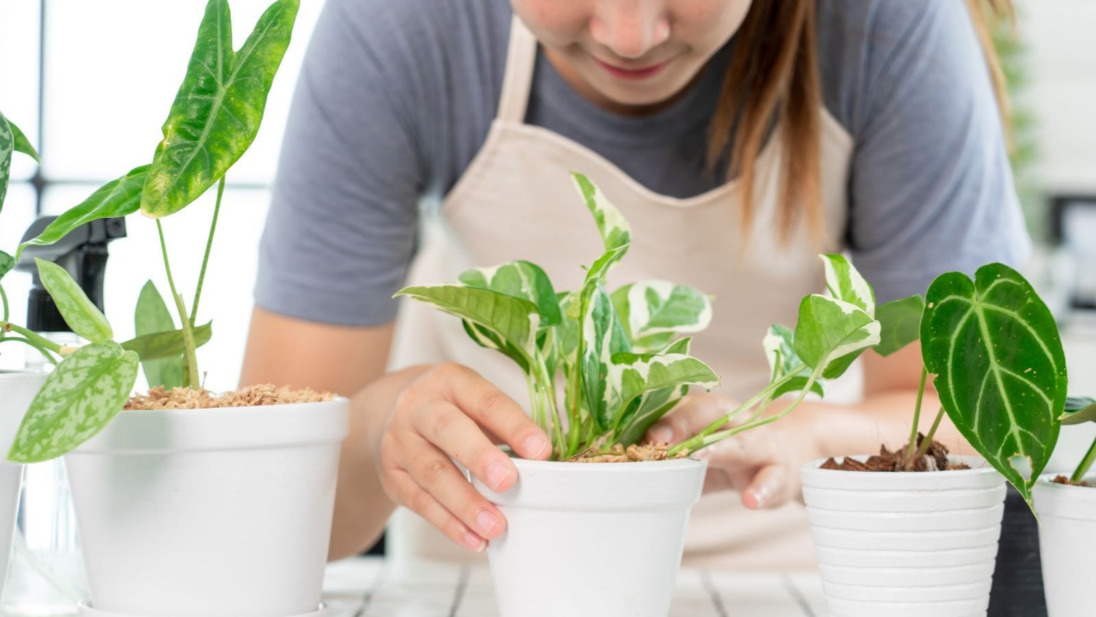 Ng&agrave;y c&agrave;ng nhiều người trẻ H&agrave;n Quốc xem việc trồng c&acirc;y như một phương ph&aacute;p trị liệu trong x&atilde; hội cạnh tranh hiện tại.