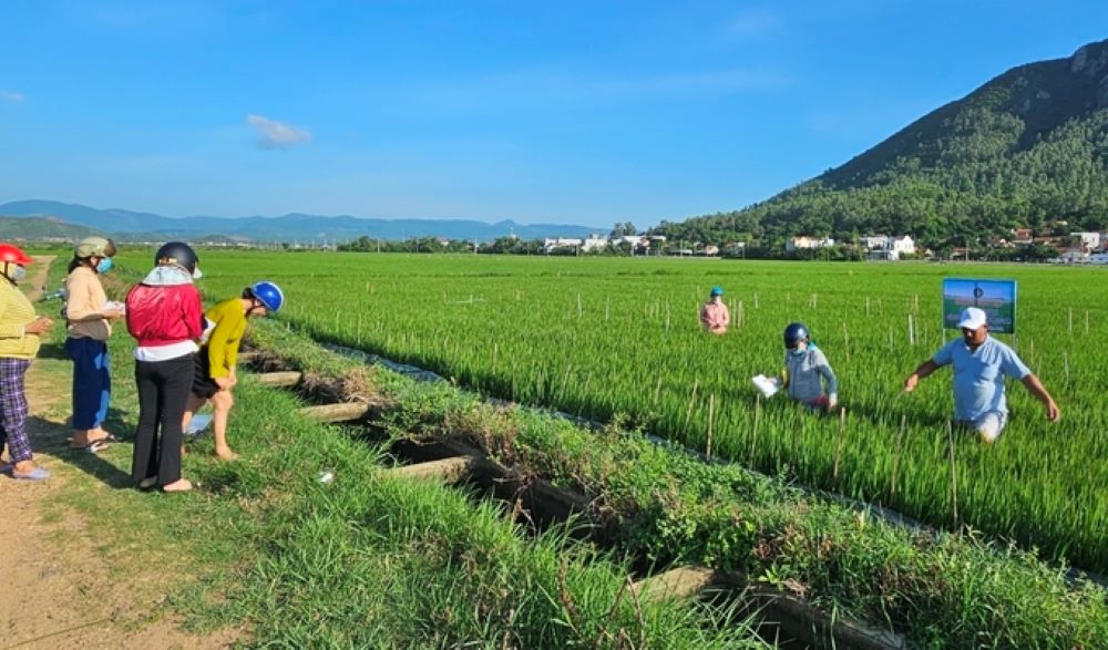 Chương trình IPHM góp phần nâng cao sức khoẻ cây trồng và bảo vệ môi trường