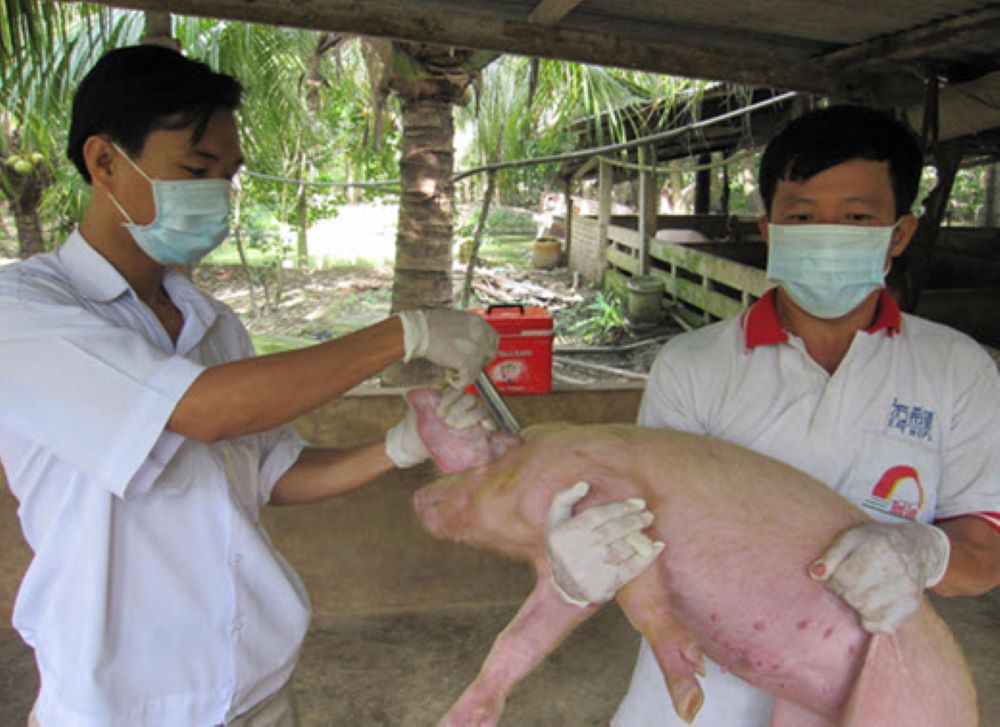 Nghịch lý vaccine thú y: Hàng trong nước chất lượng vượt trội, nhưng hàng ngoại áp đảo thị trường