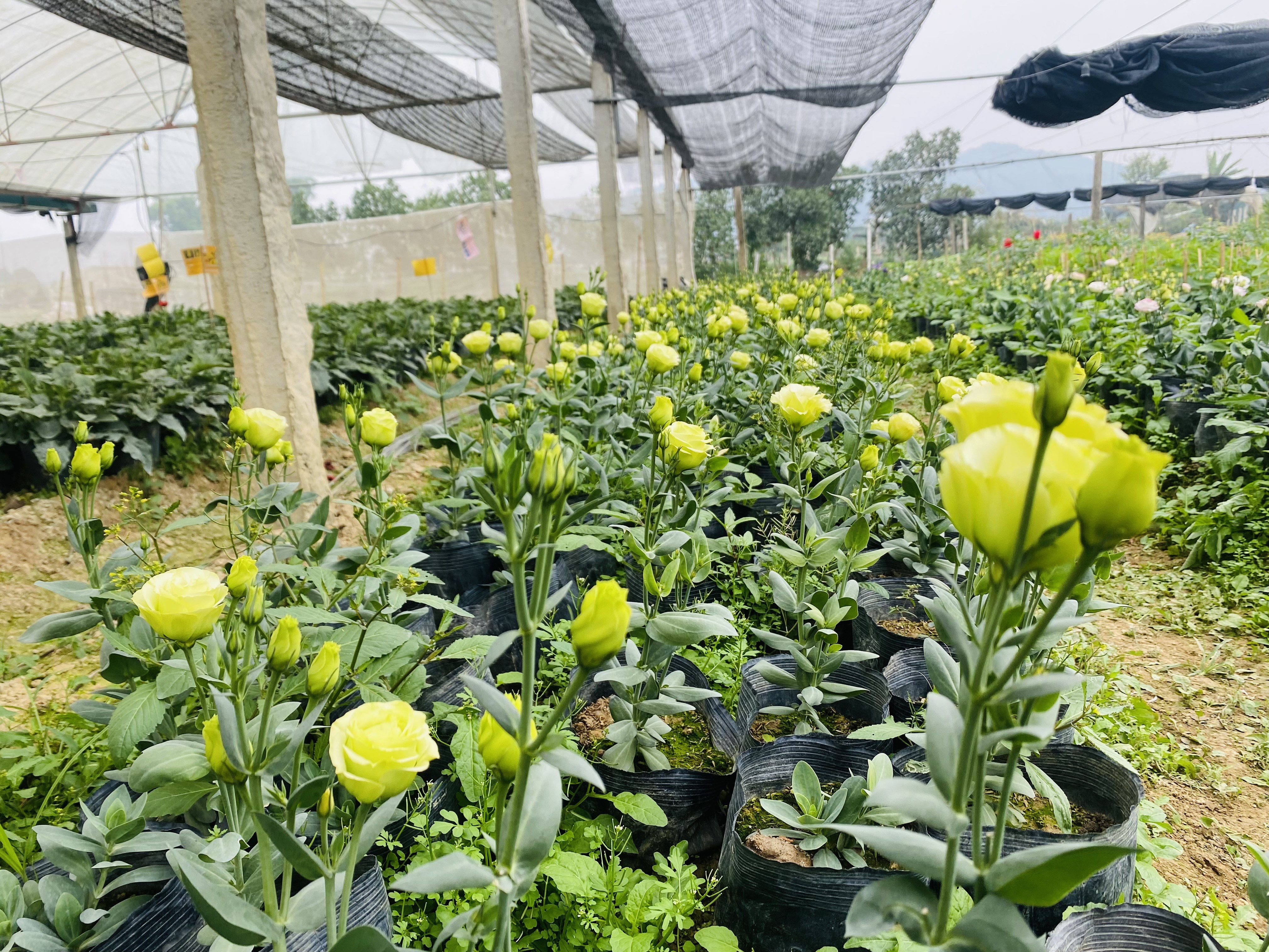 Những năm gần đ&acirc;y, nghề trồng hoa ở Đ&ocirc;ng Cương kh&ocirc;ng chỉ ph&aacute;t triển về quy m&ocirc; m&agrave; c&ograve;n chuyển m&igrave;nh mạnh mẽ về chất lượng. C&aacute;c giống hoa mới được đưa v&agrave;o trồng thử nghiệm, mang lại năng suất v&agrave; chất lượng vượt trội.&nbsp;