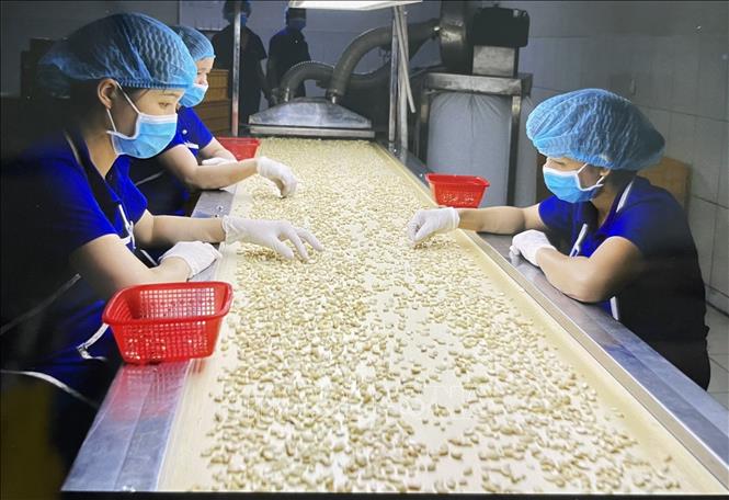 Chế biến nhân điều để Pg88 com chính chủ