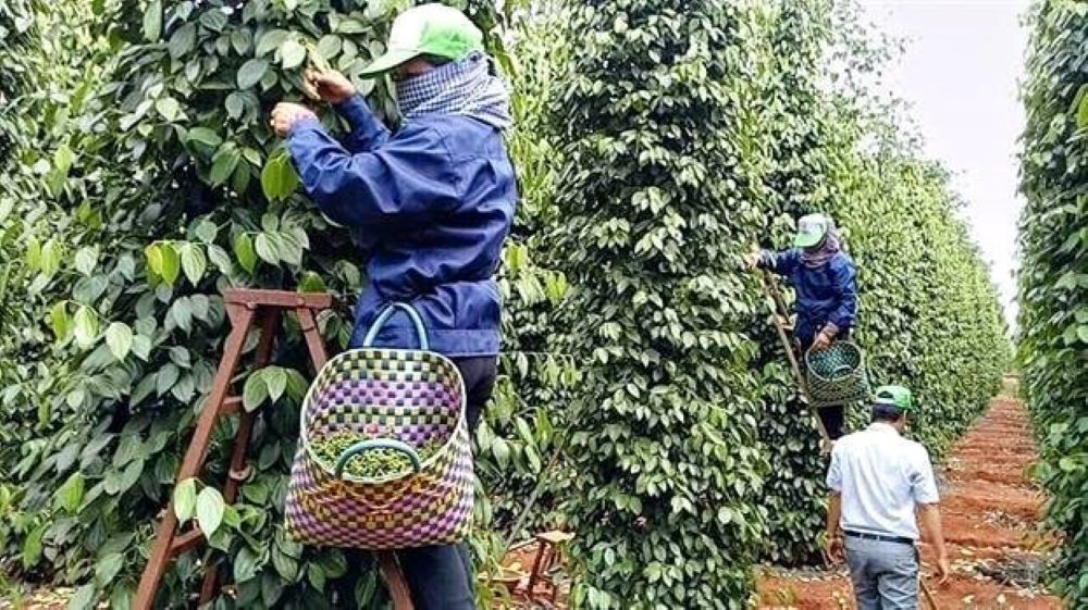Pg88 com chính chủ tiêu năm 2024 được giá, nông dân đạt lợi nhuận cao.