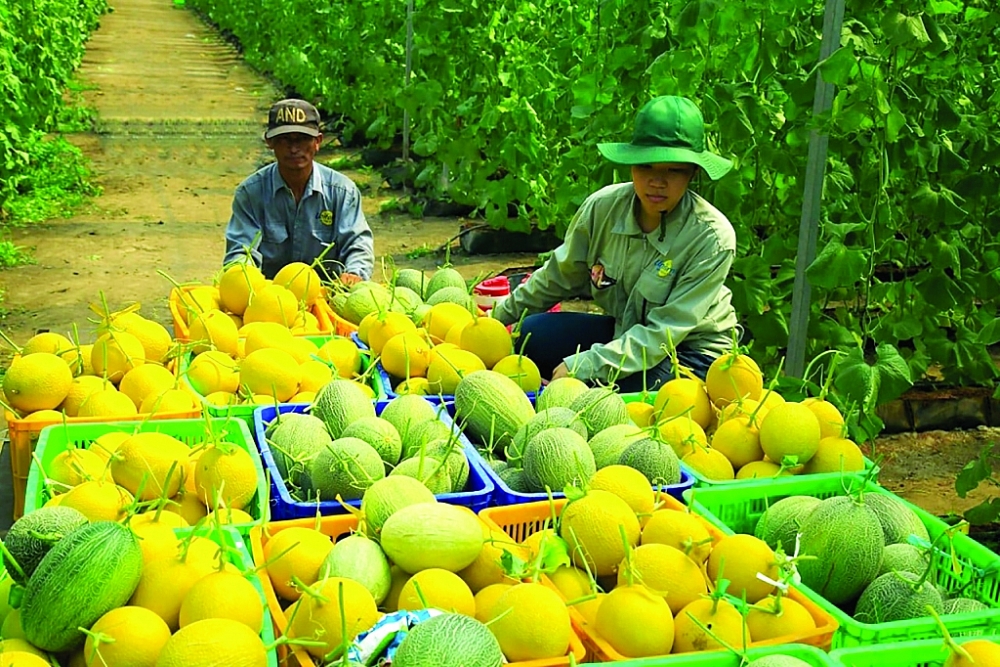 VCCI đề xuất chọn lọc một số thương hiệu nông sản có tiềm năng để hỗ trợ xây dựng thương hiệu