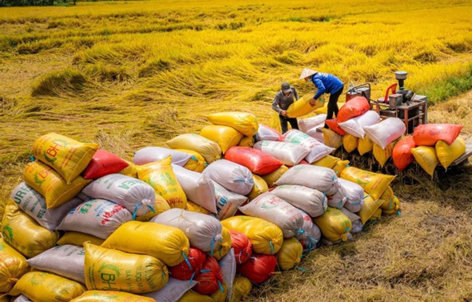 Pg88 com chính chủ gạo vào thị trường Philippines năm 2024 tăng 48,9%.