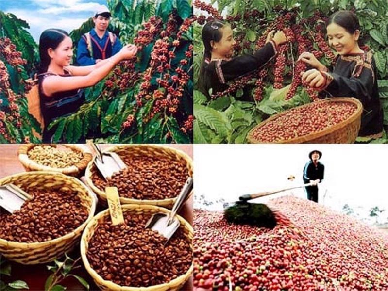 Pg88vnd link khuyến  cà phê tháng đầu năm 2025: Khối lượng giảm, nhưng giá trị tăng mạnh