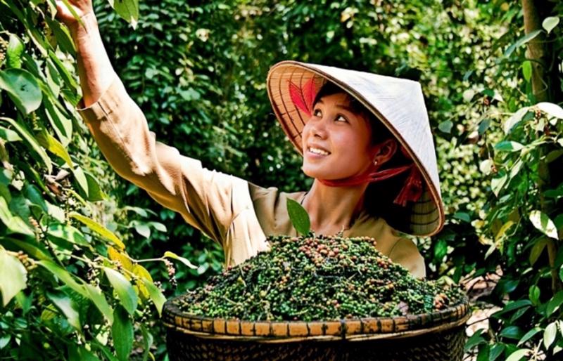 Việt Nam là nhà cung ứng hồ tiêu lớn thứ hai cho Đài Loan