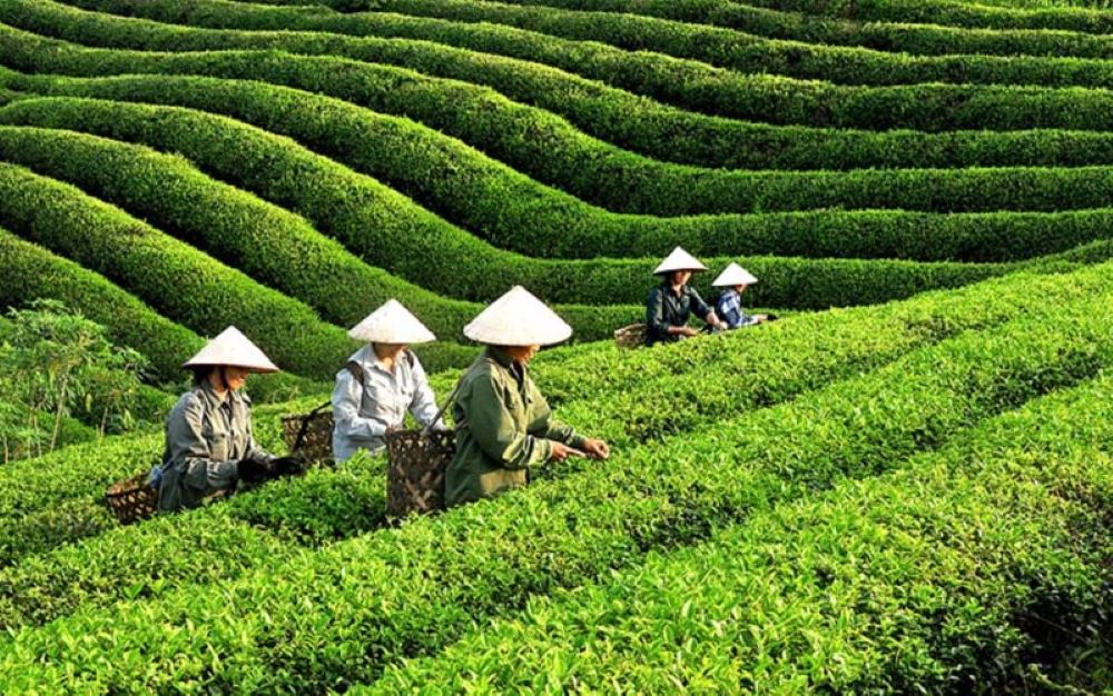Sản xuất chè hữu cơ để nâng cao giá trị Pg88 com chính chủ