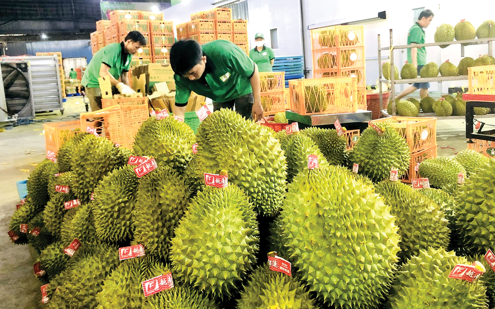 Pg88 com chính chủ sầu riêng sang Trung Quốc phải có giấy kiểm nghiệm chất "Vàng Ô"
