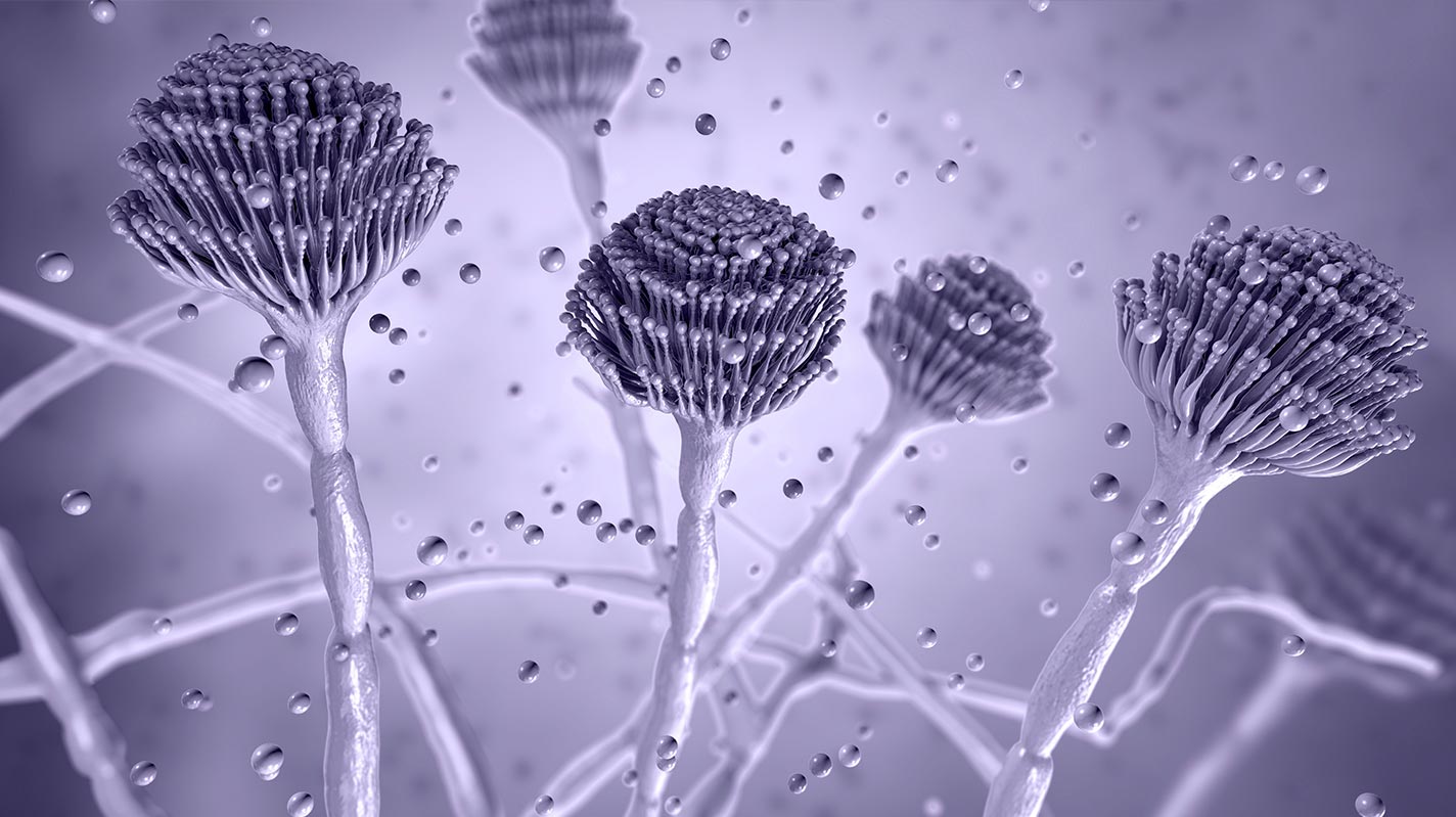 Aspergillus l&agrave; loại nấm phổ biến trong m&ocirc;i trường.