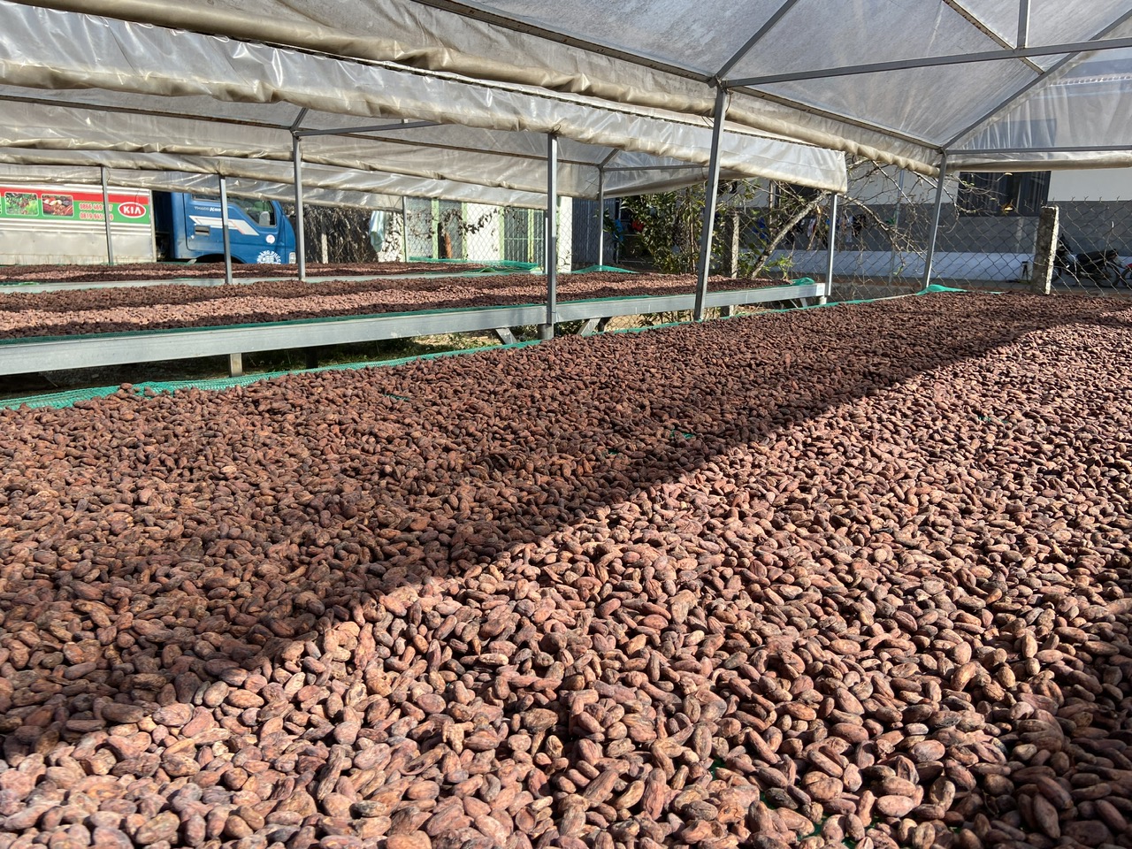 Hạt cacao được phơi dưới nắng sau khi đ&atilde; l&ecirc;n men.