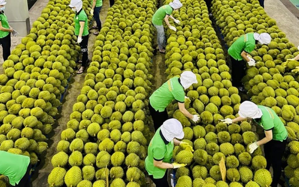 Giá trị Pg88vnd link khuyến  rau quả quý 1 giảm 11,3%