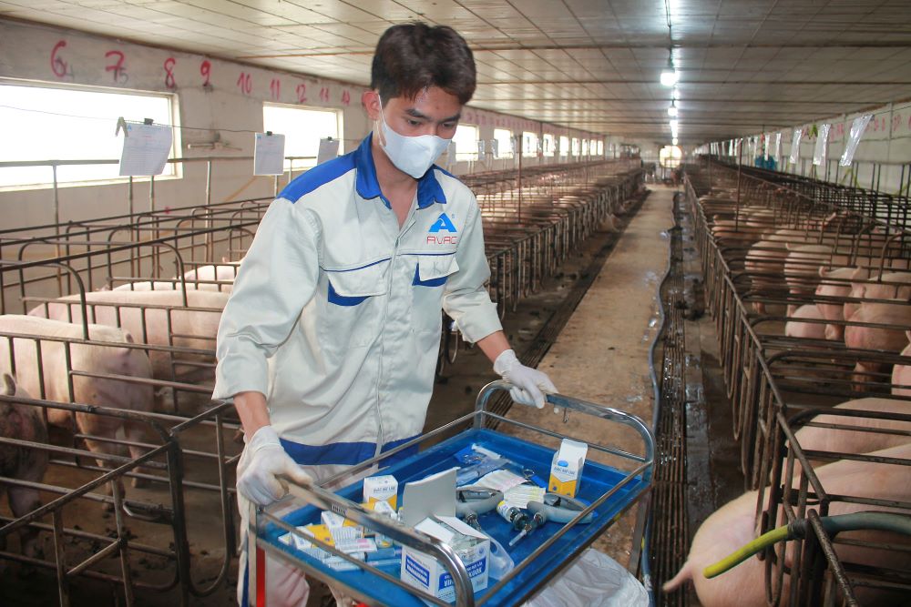 Đ&agrave;n lợn sau khi ti&ecirc;m vaccine ASF đều khoẻ mạnh v&agrave; ph&aacute;t triển tốt. Ảnh: CK.