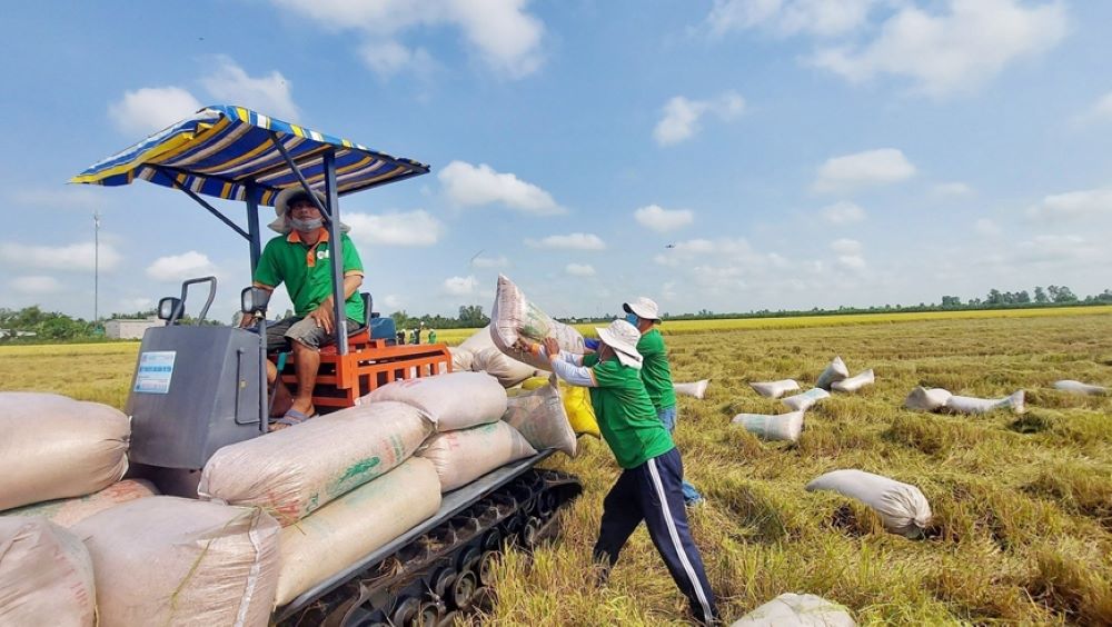 Giá gạo Pg88 com chính chủ của Việt Nam đã tăng trở lại.