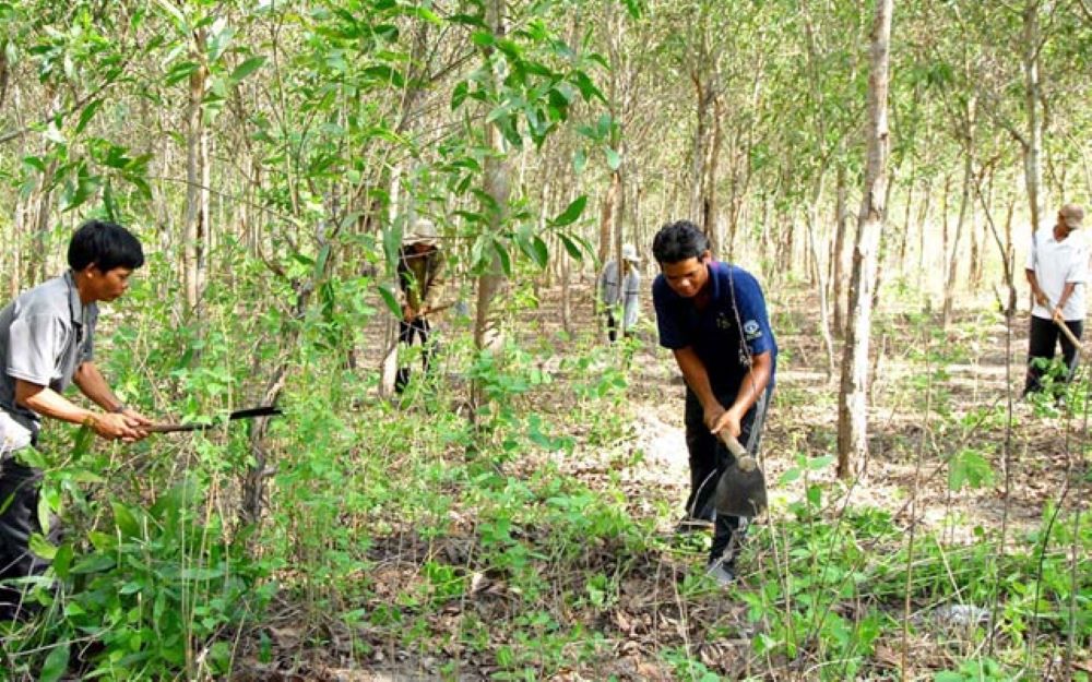 Giao khoán đất lâm nghiệp cho người dân PG88 hơn 2,1 triệu thành viên PG88 ⭐ Link trang chủ số 1 nhà cái PG88 com casino slot rừng.