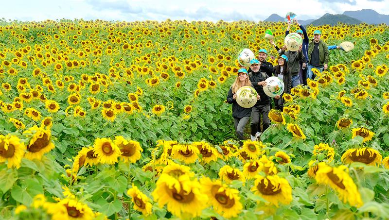 Du kh&aacute;ch Ph&aacute;p trải nghiệm tại c&aacute;nh đồng hoa hướng dương (Nghĩa Đ&agrave;n, Nghệ An). Ảnh: L&ecirc; Quang Dũng