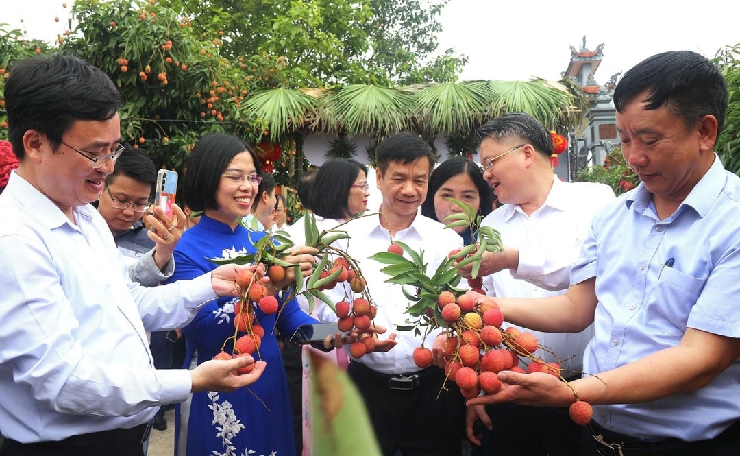 Hải Dương đang nỗ lực đưa vải thiều Thanh Hà trở thành sản phẩm thương hiệu quốc gia.