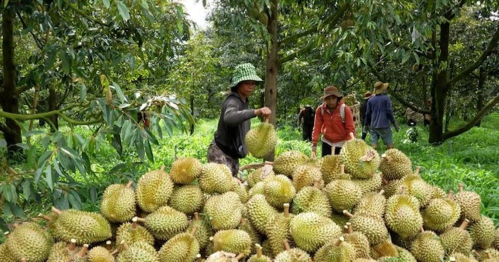 Sầu riêng cần nâng cao chất lượng để giữ được vị thế trong lòng người tiêu dùng quốc tế
