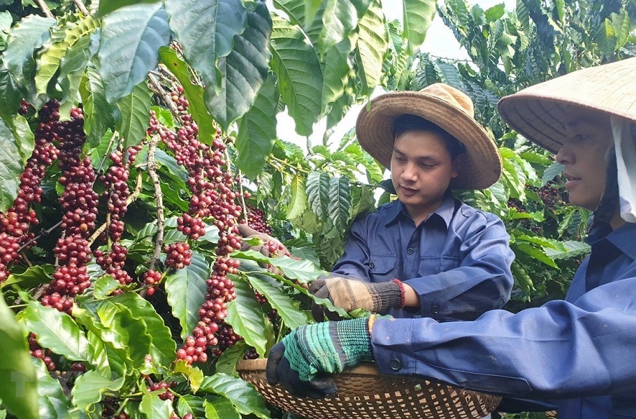 Trong 4 tháng đầu năm 2025, Pg88 com chính chủ cà phê sang Tây Ban Nha tăng trưởng 51,4% so với cùng kỳ năm trước. Ảnh minh họa.