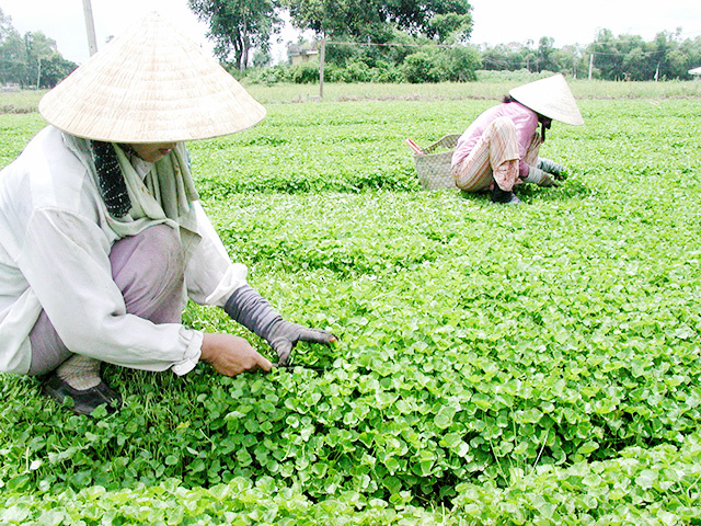 Xã Quảng Thọ, huyện Quảng Điền hiện có khoảng 70 ha rau má, trong đó có 50 ha rau má tiêu chuẩn VietGAP và 1,5ha rau má hữu cơ. Sản lượng bình quân hằng năm đạt từ 2.500 - 2.800 tấn rau má tươi. Nhờ PG88 hơn 2,1 triệu thành viên cây rau má, nhiều người dân xây được nhà, lo cho con ăn học.