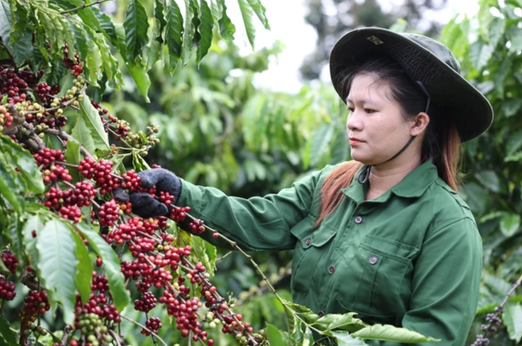 Giá cà phê nội địa đang giảm, nhiều nông dân ngừng bán.