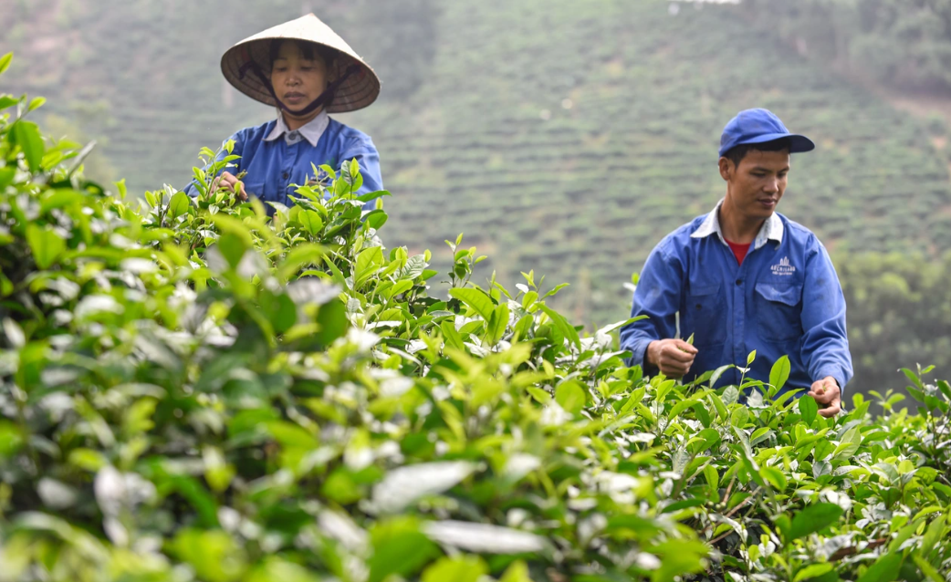 C&acirc;y ch&egrave; mang lại hiệu quả Link Trang Chủ PG88.Com Mới #2026 cao cho người d&acirc;n&nbsp;địa phương.