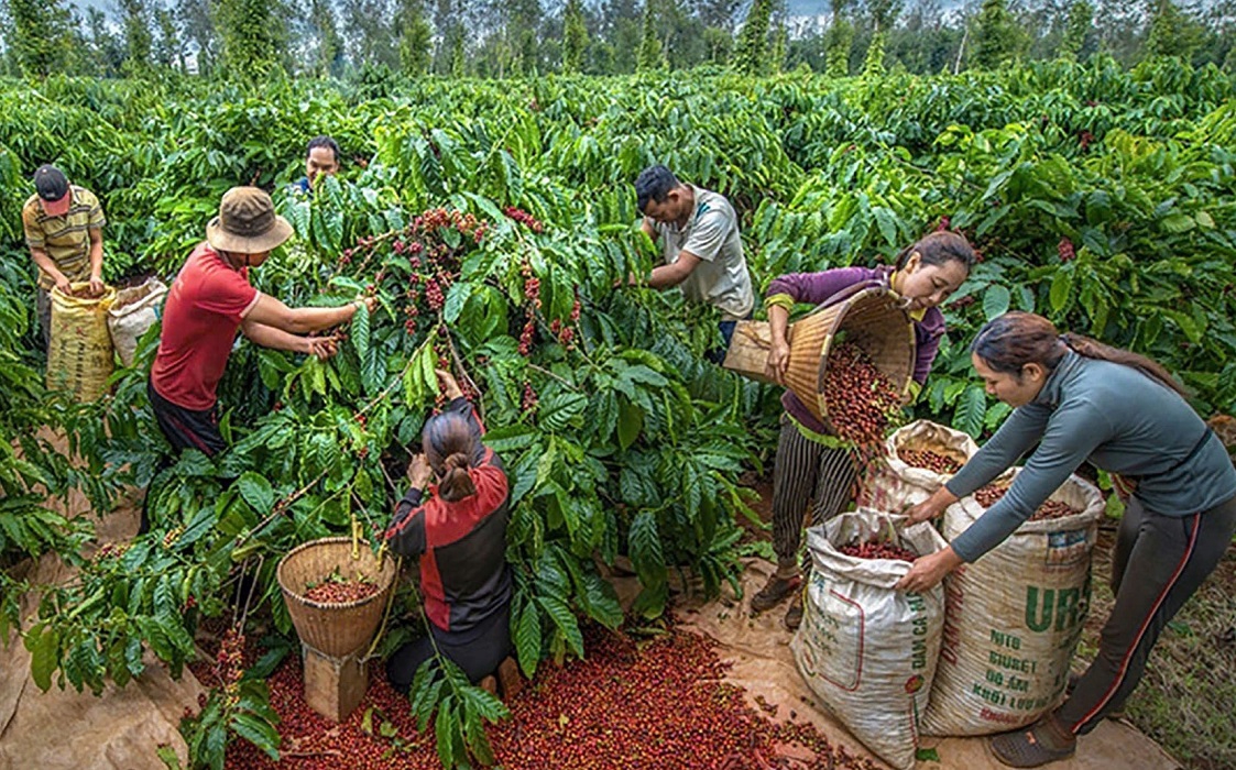Pg88vnd link khuyến  nông, lâm, thuỷ sản 6 tháng đầu năm 2025 tăng 15,5% so với cùng kỳ